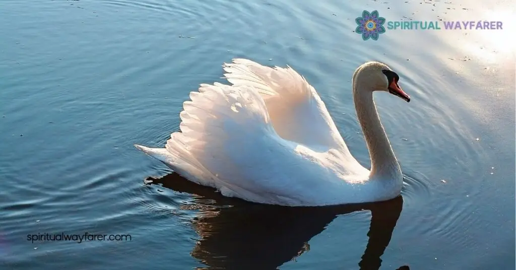 Discover the Swan Spirit Animal Meaning: Embrace Beauty and Transformation 4 Benefits Of Understanding Swan Spirit Animal Meaning