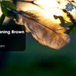 Biblical Meaning Brown Feathers