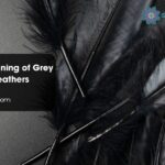 Biblical Meaning of Grey and Black Feathers