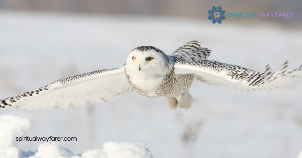 Spiritual Meaning Owl Bible: What Owls Represent in Scripture 2 Biblical References to Owls