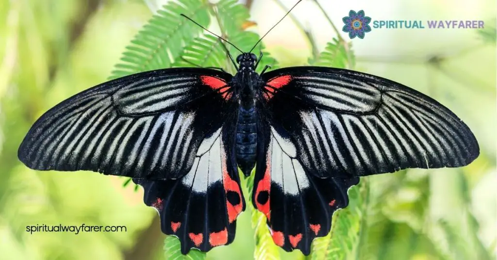 Black and Red Butterflies: Their Spiritual Meaning and Symbolism Explained 1 Black Butterfly Symbolism