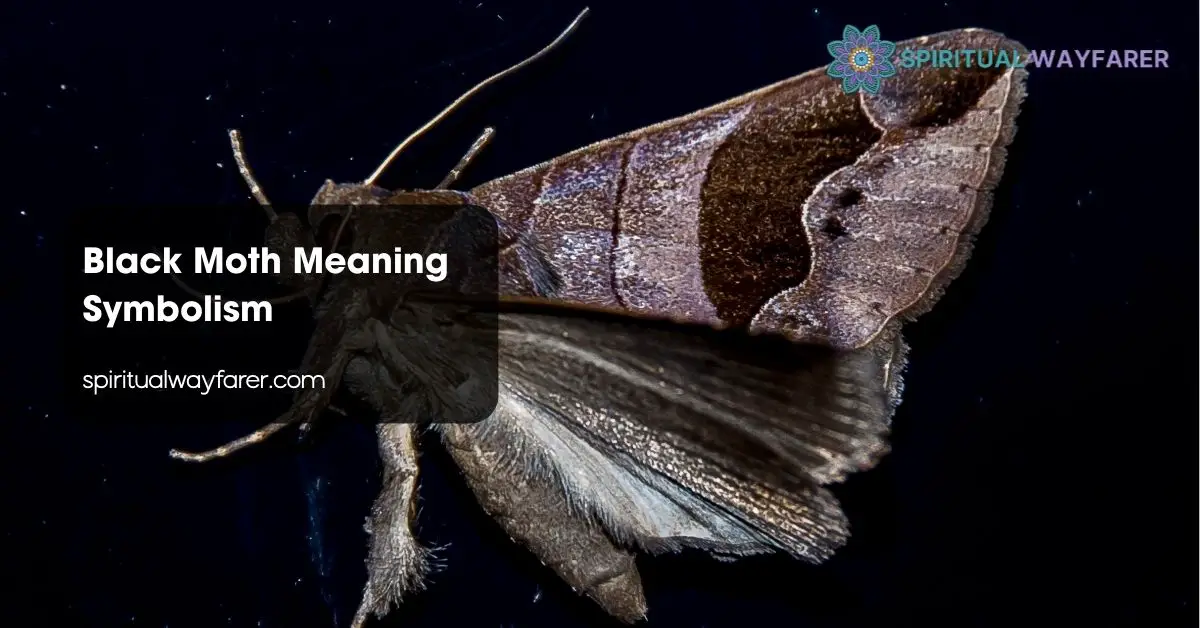 Black Moth Meaning Symbolism