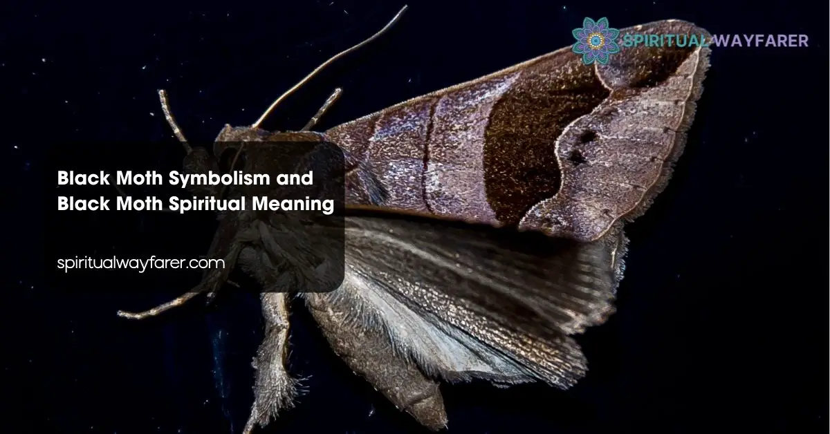 Black Moth Symbolism and Black Moth Spiritual Meaning