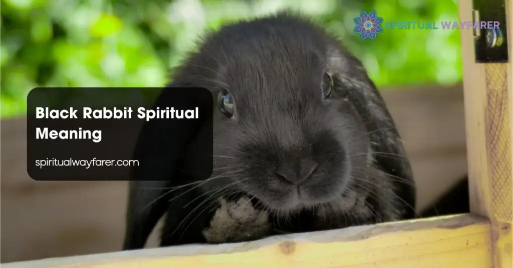 Black Rabbit Spiritual Meaning