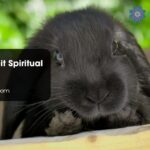 Black Rabbit Spiritual Meaning