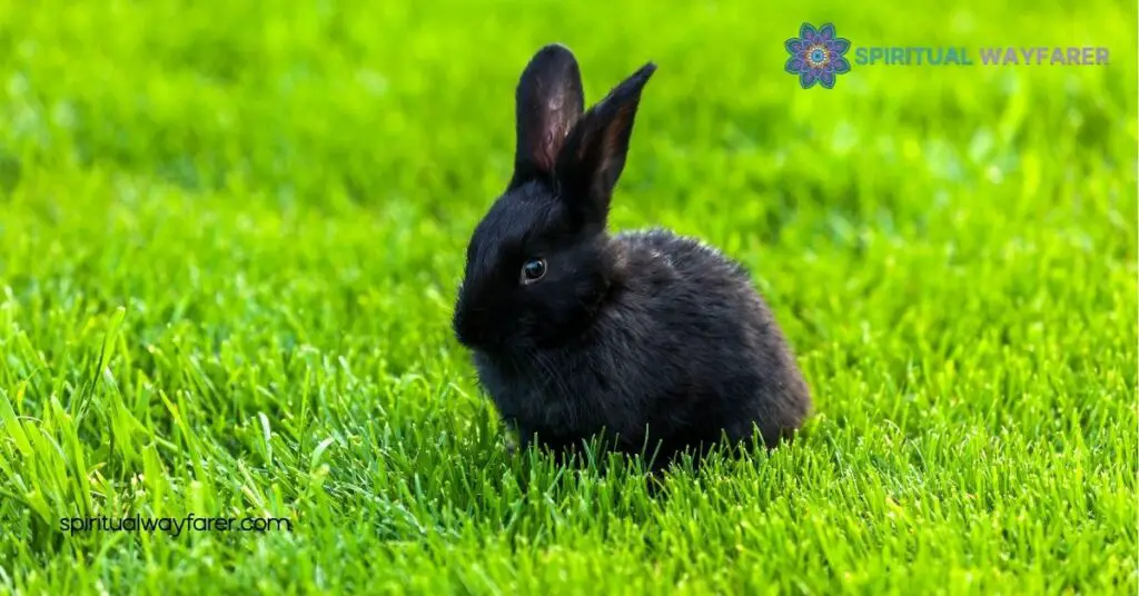 Black Rabbit Spiritual Meaning: Unlock Its Secrets for Transformation and Protection 3 Black Rabbit in Different Cultures