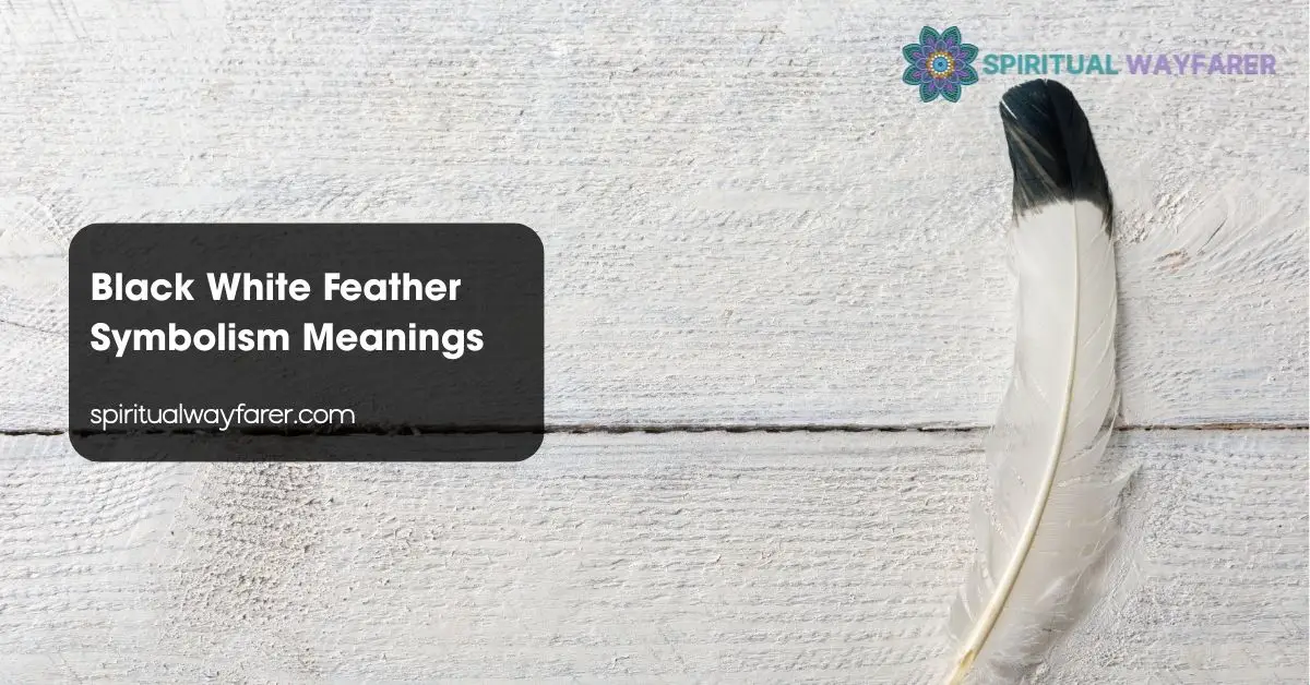 Black White Feather Symbolism Meanings