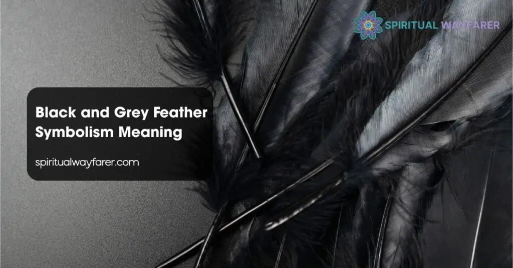 Black and Grey Feather Symbolism Meaning
