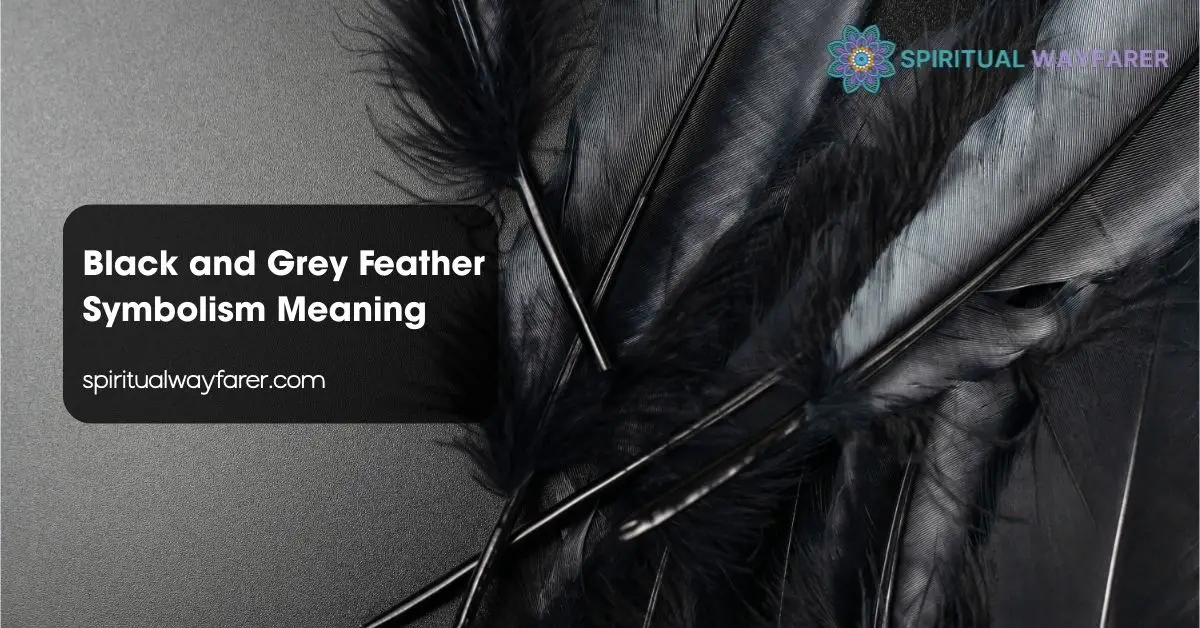 Black and Grey Feather Symbolism Meaning