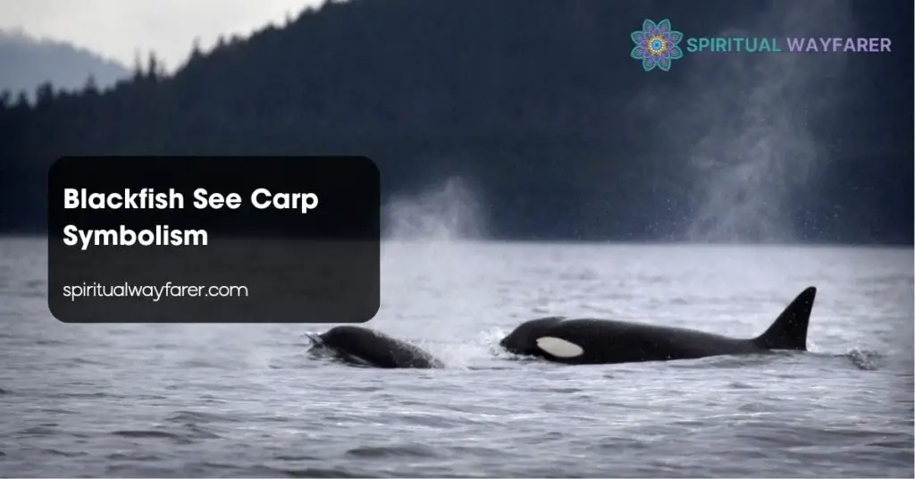 Blackfish See Carp Symbolism
