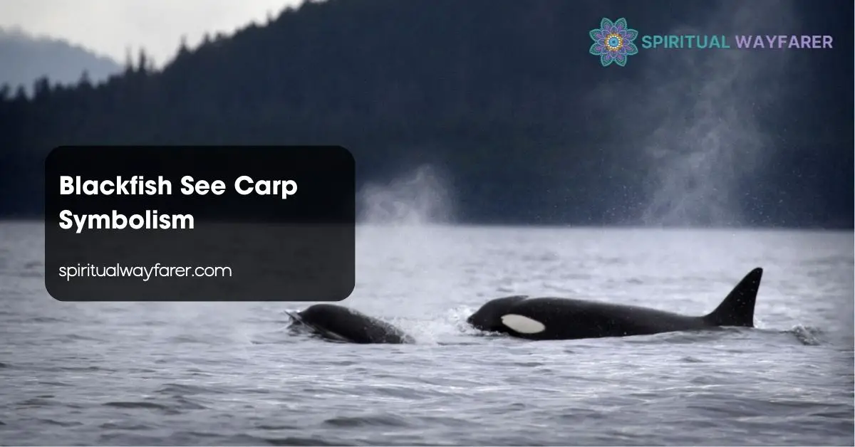 Blackfish See Carp Symbolism