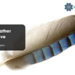 Blue Jay Feather Meaning Love
