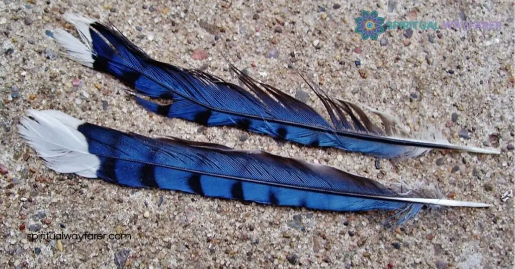 Blue Jay Feather Meaning Love: Unlocking Symbols of Loyalty and Connection 3 Blue Jay Feathers In Relationships