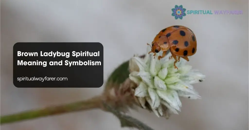 Brown Ladybug Spiritual Meaning and Symbolism