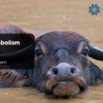 Buffalo Symbolism