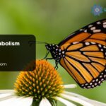 Butterfly Symbolism