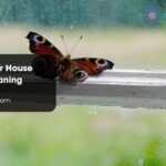 Butterfly Your House Spiritual Meaning