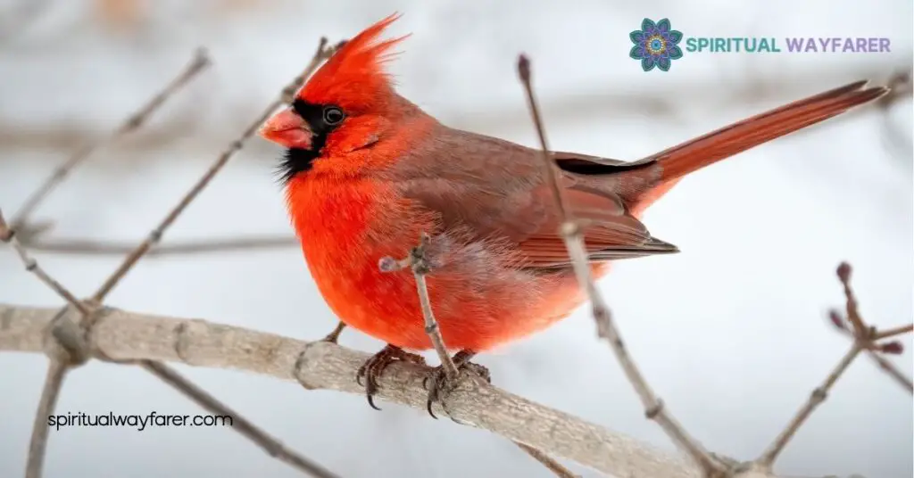 Dead Cardinal Spiritual Meaning: What It’s Telling You Now 1 Cardinal Birds in Spirituality