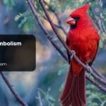Cardinal Symbolism