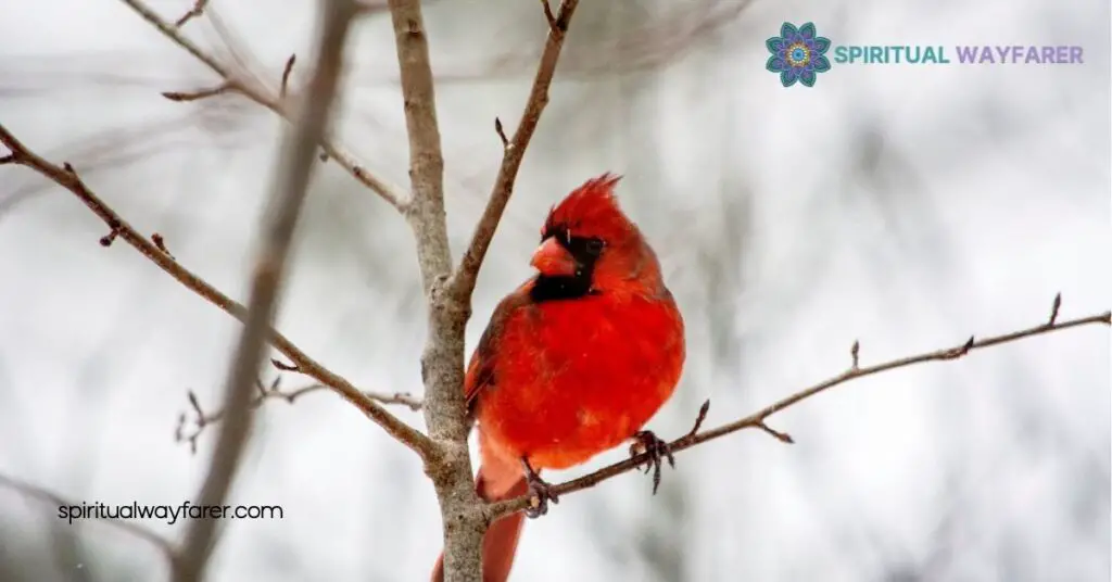 Unlocking Cardinal Symbolism: Discover the Hidden Meanings Behind These Red Birds 3 Cardinals In Literature And Art
