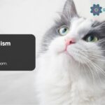 Cat Symbolism