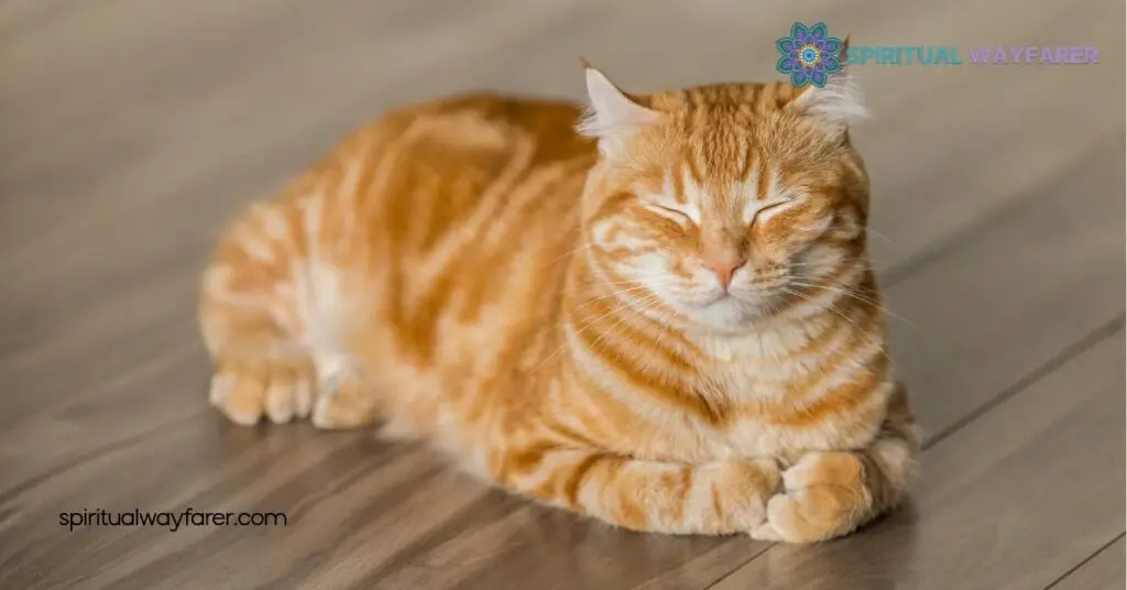 Cat Symbolism Explained: From Ancient Egypt to Modern Culture 2 Cats in Different Cultures