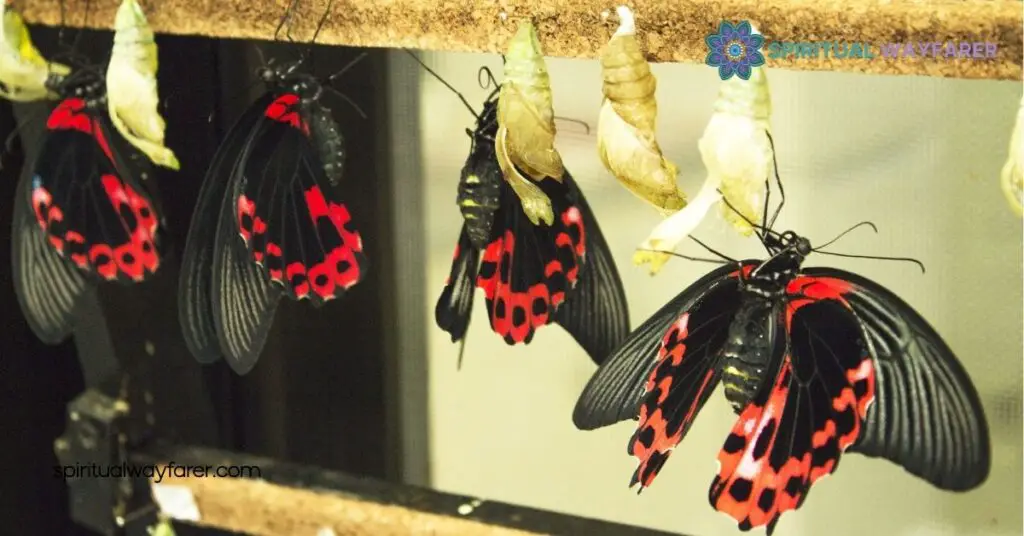 Black and Red Butterflies: Their Spiritual Meaning and Symbolism Explained 3 Combined Meaning Of Black And Red Butterflies