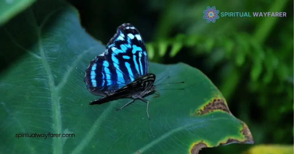Black and Blue Butterflies in the Bible: Uncover Their Spiritual Meaning 4 Combined Meaning of Black and Blue Butterflies
