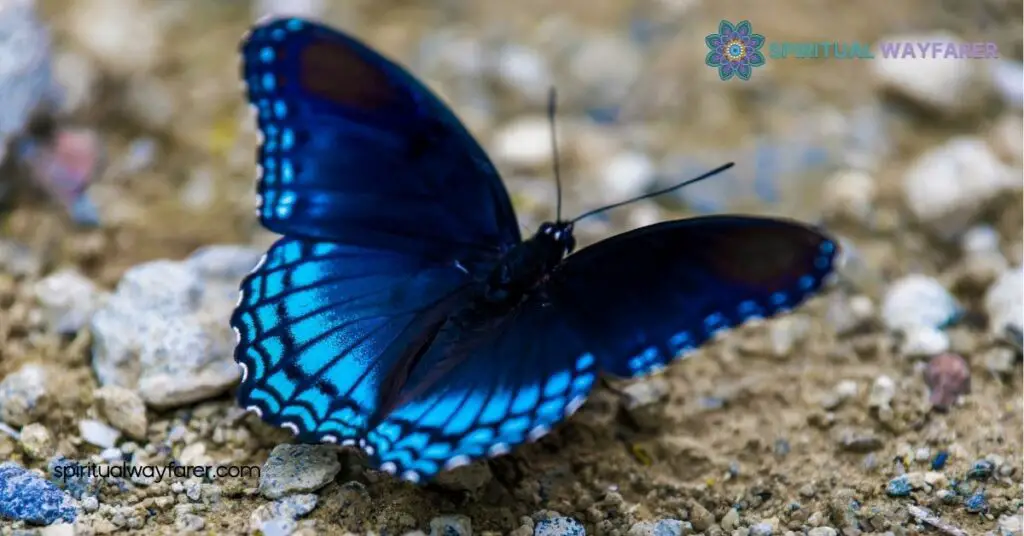 Spiritual Meaning and Symbolism of Black and Blue Butterflies 3 Combined Symbolism Of Black And Blue Butterflies
