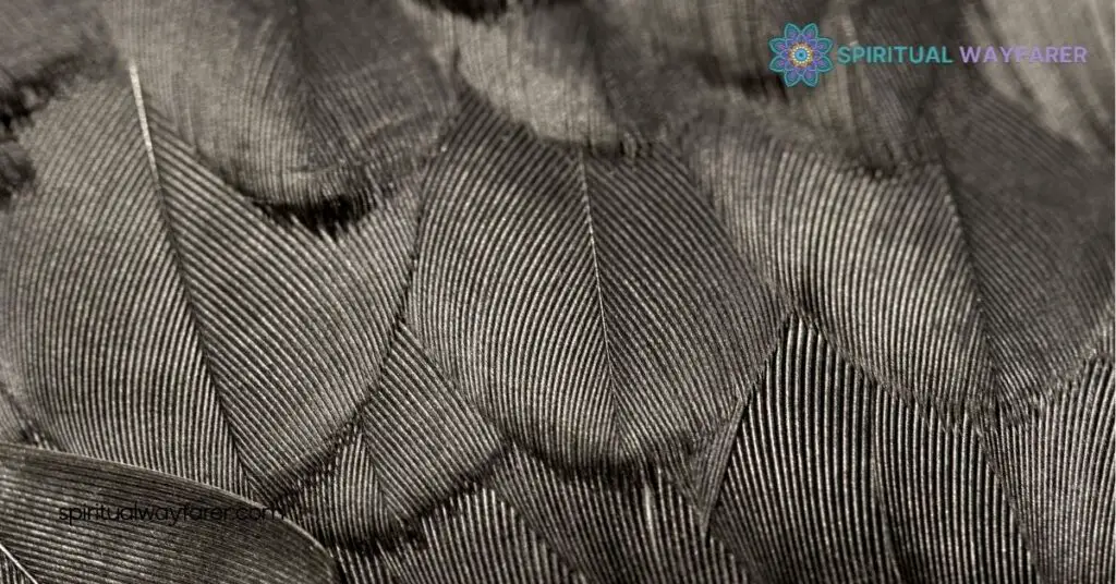 Black and Grey Feather Symbolism Meaning: Secrets of Transformation and Balance 3 Combined Symbolism of Black and Grey Feathers