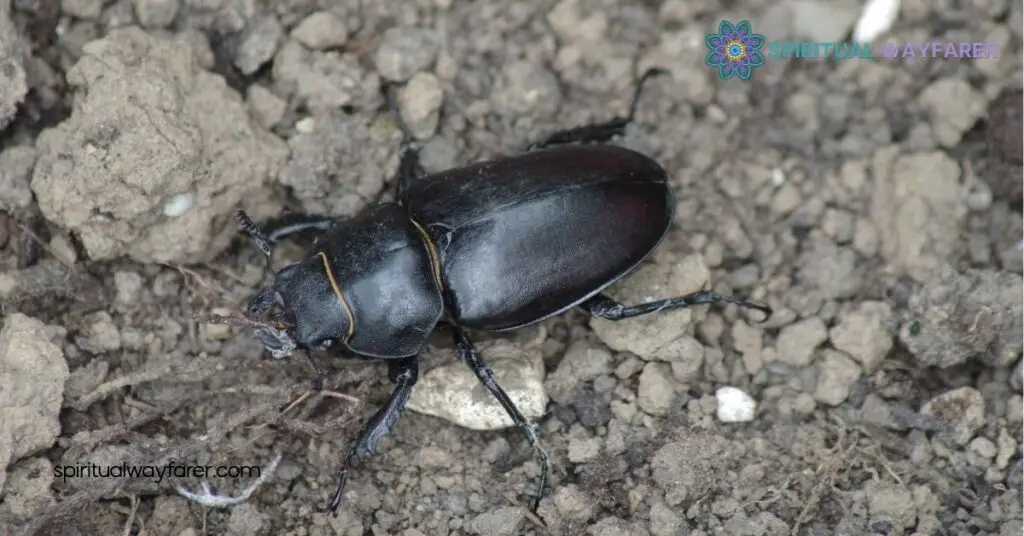 The Spiritual Meaning of Black Beetles: Unlock Transformation & Resilience 3 Common Beliefs and Legends