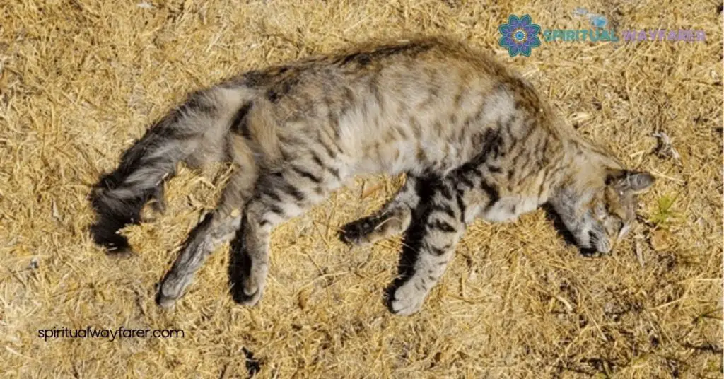 Spiritual Meaning of Dead Cat Dreams: What They Reveal About You 3 Common Interpretations