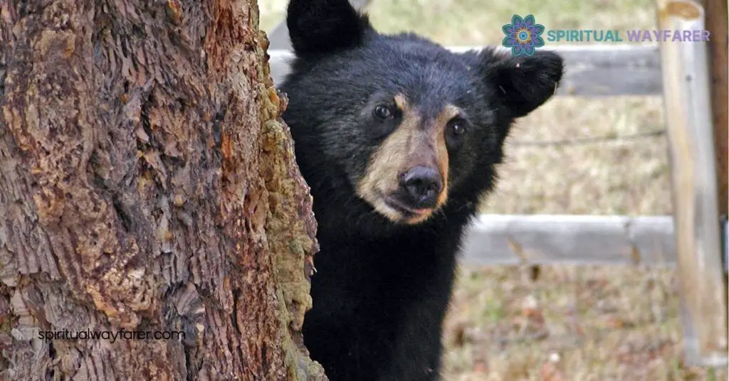 Spiritual Meaning Black Bears Dreams: Discover Their Hidden Messages 2 Common Interpretations of Black Bear Dreams
