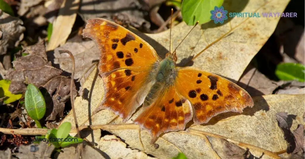 Question Mark Butterfly Spiritual Meaning & Symbolism Explained 3 Common Interpretations of Sightings