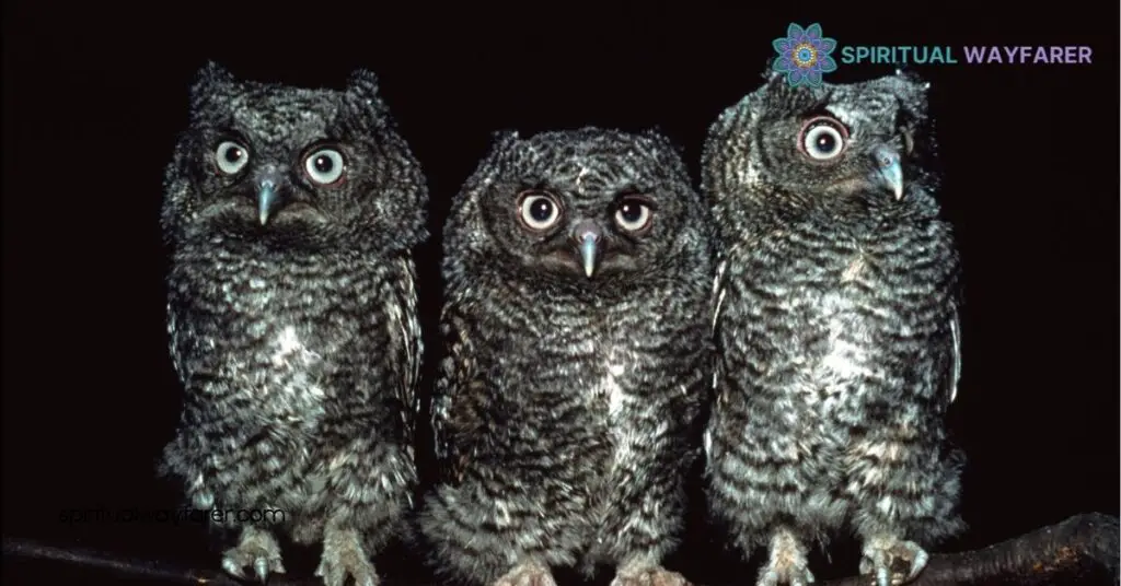 Three Birds: Exploring Their Spiritual Meaning & Symbolism 2 Common Meanings of Three Birds
