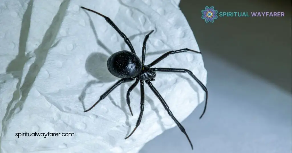 Black Spider Spiritual Meaning: Unlocking Symbols of Protection and Transformation 4 Common Misconceptions