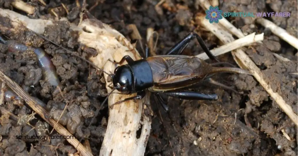 Finding a Black Cricket in Your House Meaning: Unlock Its Hidden Significance 3 Common Reasons Black Crickets Enter Homes