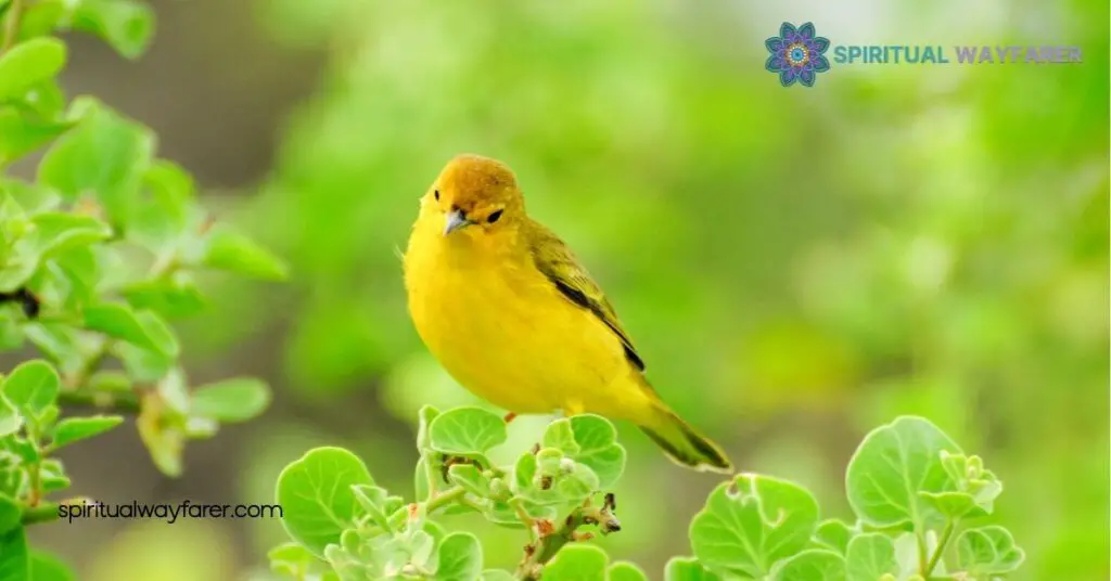Exploring the Spiritual Meaning & Symbolism of Yellow Birds: Embrace Joy and New Beginnings 3 Common Spiritual Themes Associated With Yellow Birds