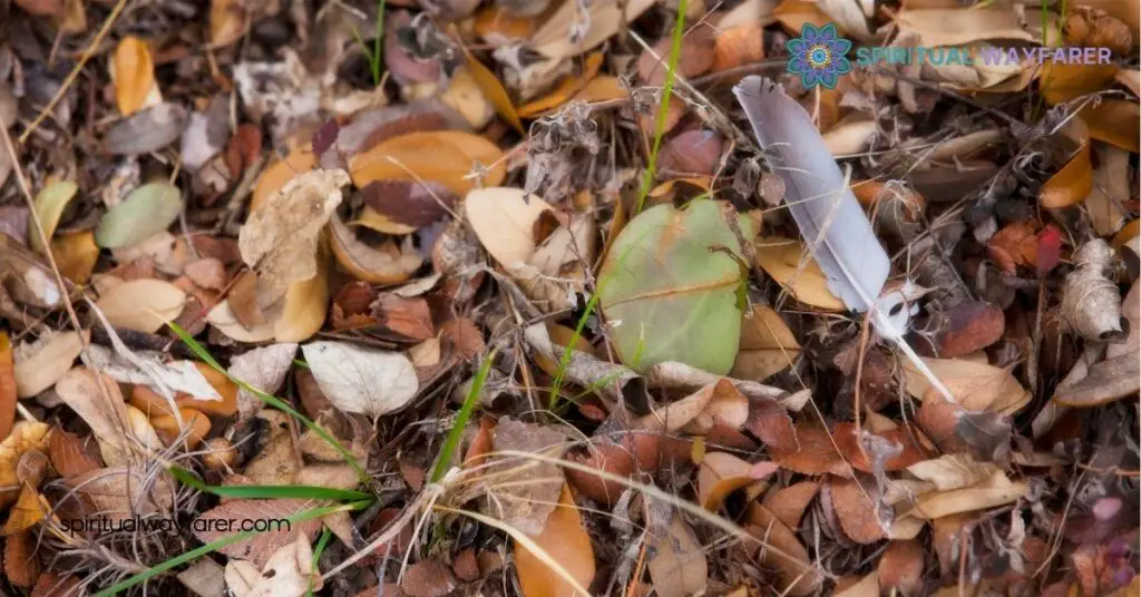 Discover the Spiritual Meaning of Finding Feathers on the Ground 2 Common Symbolisms Associated with Found Feathers