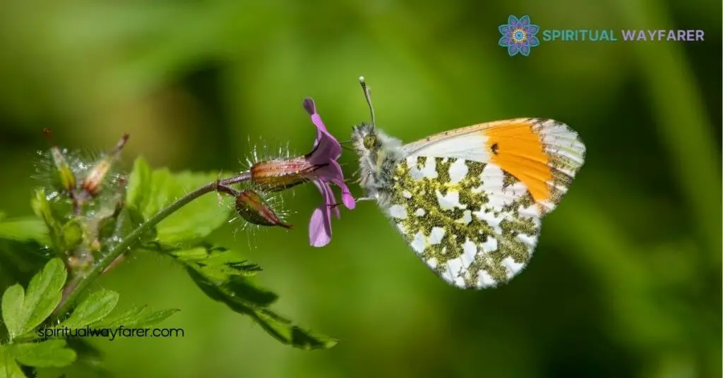 Butterfly Symbolism Revealed: How These Graceful Creatures Inspire Change 3 Common Themes In Butterfly Symbolism