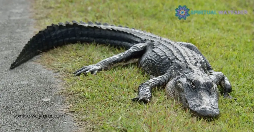 Alligator Symbolism: Discover the Powerful Meanings Across Cultures 4 Common Themes in Alligator Symbolism