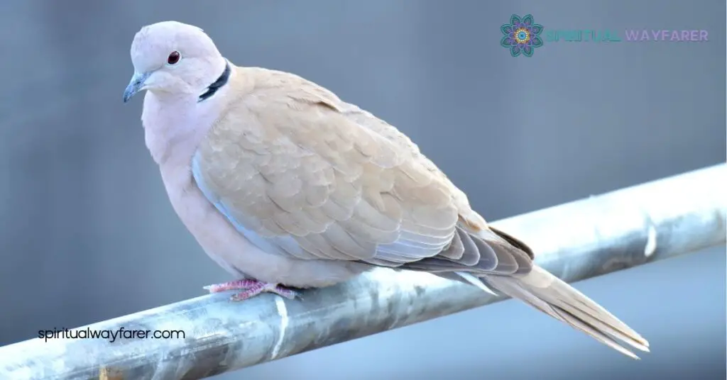 The Turtle Dove's Spiritual Meaning, Messages & Symbolism Explained 4 Conclusion