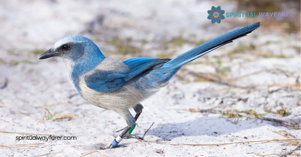 Unlock the Secrets of Scrub Jay Spiritual Meaning for Personal Transformation 4 Connecting With Scrub Jay Energy