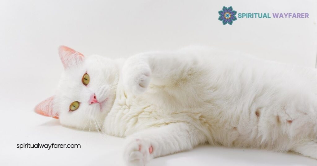 White Cat Spiritual Meaning: Unlocking Symbols of Purity and Protection 4 Connecting With The Spiritual Meaning