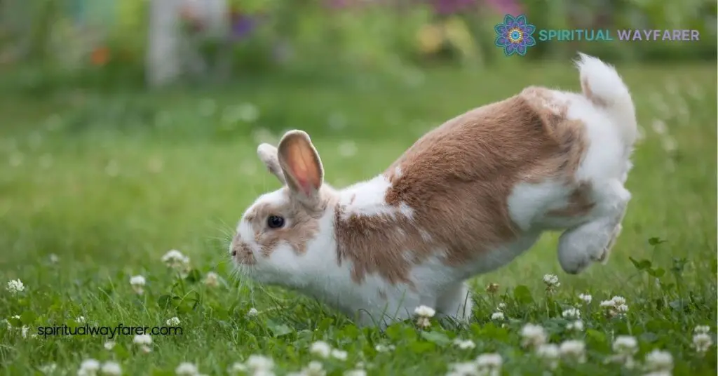 Rabbit Power Animal Meaning: Harness Its Strengths for Success 3 Connecting With Your Rabbit Power Animal