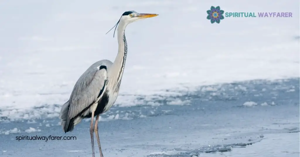 Heron Spiritual Meaning: Unlock the Secrets of Balance and Clarity 4 Connecting with Heron Spirituality