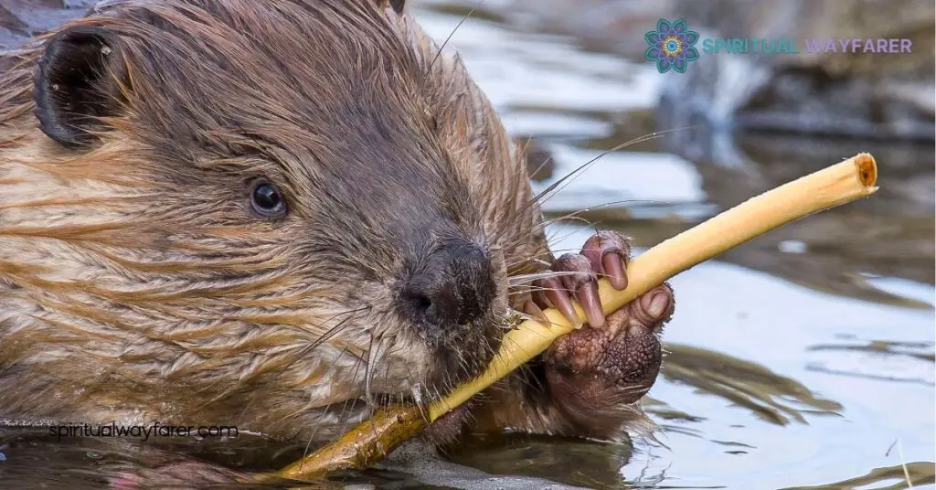 Unlock Your Potential: Discover the Power of the Beaver Spirit Animal 3 Connecting with Your Beaver Spirit Animal
