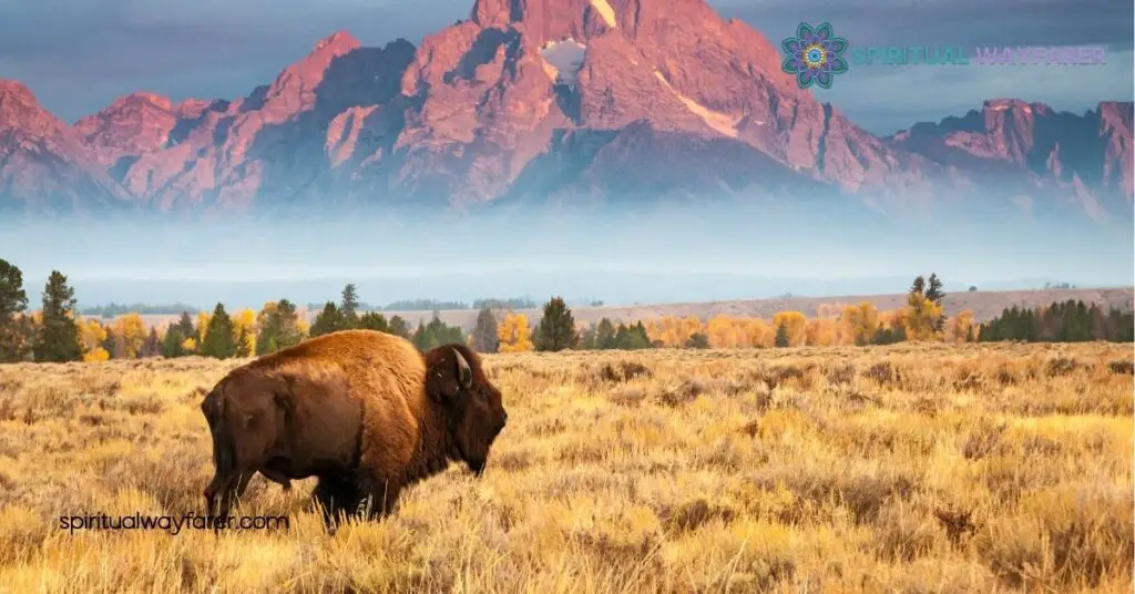 Harness the Power of the Bison Spirit Animal: Strength, Resilience & Growth 4 Connecting with Your Bison Spirit Animal