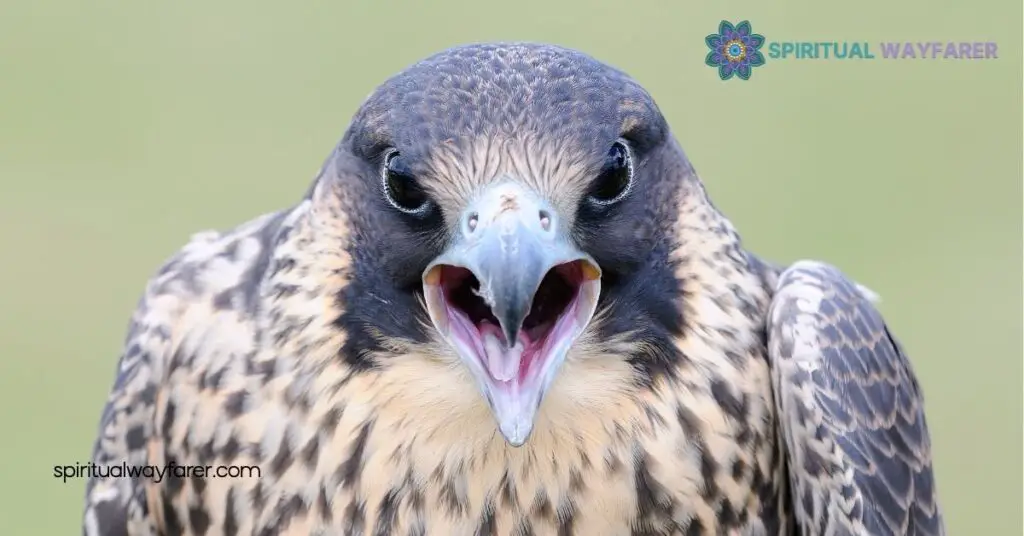 Falcon Spirit Animal Meaning Revealed: Harness Its Power for Success 4 Connecting with Your Falcon Spirit Animal