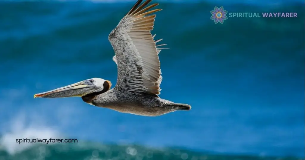 Pelican Spirit Animal Meaning: Symbolism, Traits, and Life Lessons 4 Connecting with Your Pelican Spirit Animal